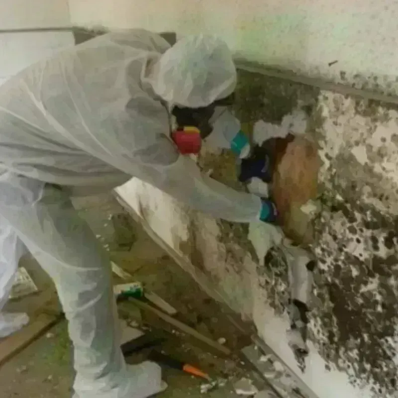 Mold Remediation and Removal in Valley Mills, TX